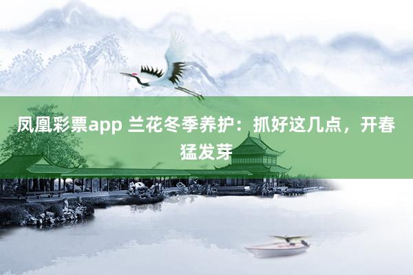 凤凰彩票app 兰花冬季养护:抓好这几点,开春猛发芽